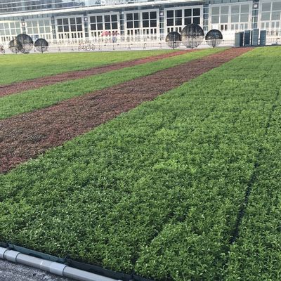 Moderne grüne Dachschalen - die ultimative Lösung für Blumen und Gemüsepflanzen