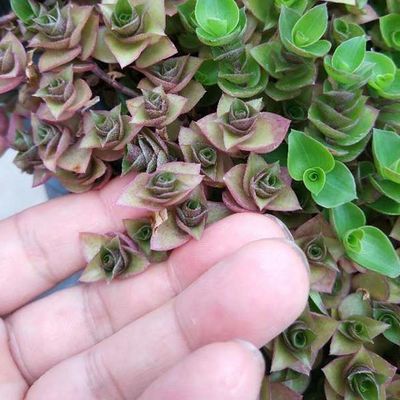 Quadratischer Kunststoff-Gartengetränker mit Hdpe-Material und nicht beschichtetem Finish