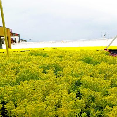 Gartennutzung Plastikquadratpflanzenbehälter Dachpflanzer Garten Samenvermehrungsplatte