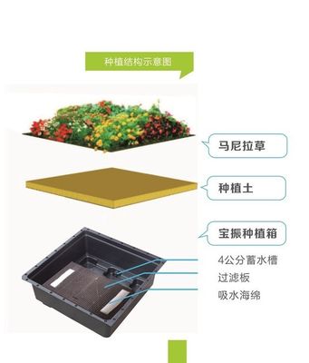 Quadratische Form Sedum Grüne Dachschacht für Plastik Große Gartenpflanzer und Grüne Pflanze