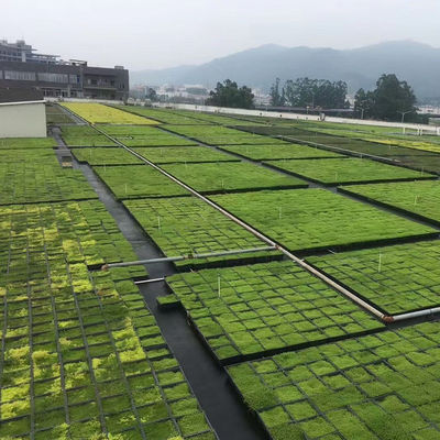 Kunststoffgrüne Dächer Rechteck Gartenfach 500x500mm für 4 Quadrat-Einheiten und Blumenkrug